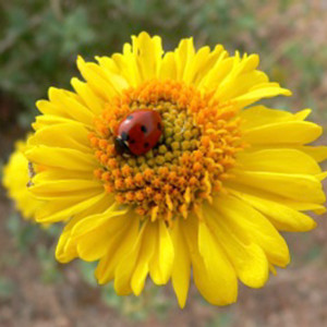 Lady Bug on Yellow by Unknown Robinson