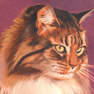 Maine Coon Portrait by Shawn Shea