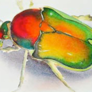 Multi-Colored Beetle by Carol Carter