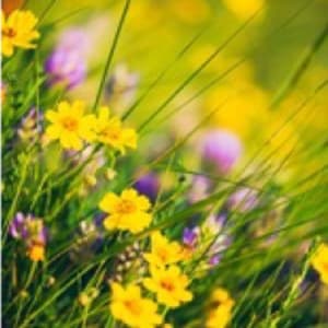 Spring in Colorado. Field of wildflowers with buttercups and clover by Unknown