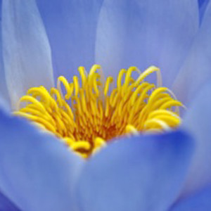 Nature Series 889 by Unknown
