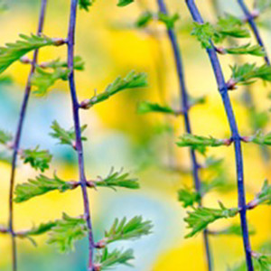 Nature Series 889 by Unknown