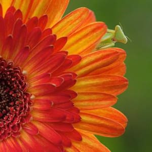 Green Praying Mantis Hiding Under Chrysanthemum (2nd) by E. Ngabito