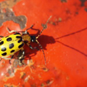 Yellow Bug on Red by Unknown Robinson