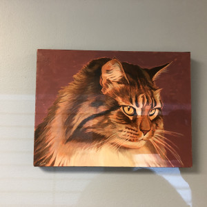 Maine Coon Portrait by Shawn Shea 