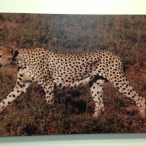 Strolling Cheetah by Ron Williams 