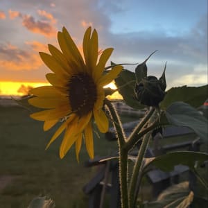 Colorado Summer Evening by Ellen Gasper