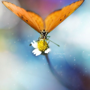 "twomeows" Butterfly by Unknown, Image 2.