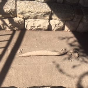 TN Aquarium Plaza: by SITE with Stan Townsend + Jack Mackie 