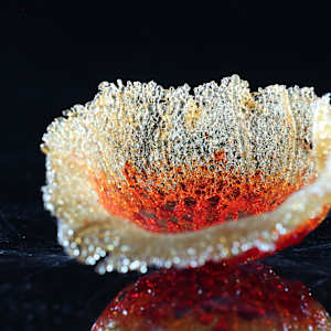 Fragilis 7 by Linda van Huffelen  Image: Fragilis 7