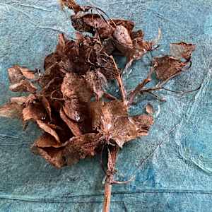 I’m Dreaming by Marlynn Rutenberg 