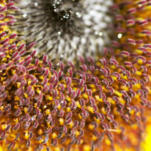 Flower Closeup by Marlynn Rutenberg