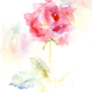 Pink Rose Study by Rebecca Zdybel 