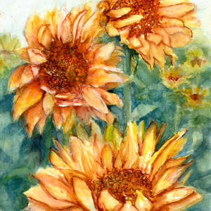 Windblown Sunflower Field by Rebecca Zdybel