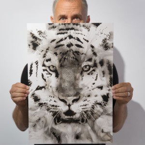 Tiger by Steven Spazuk
