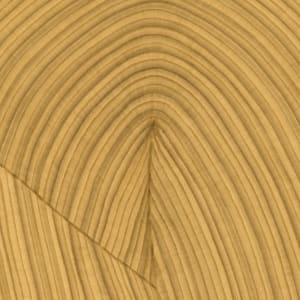 Lines 167 by Dana Piazza 