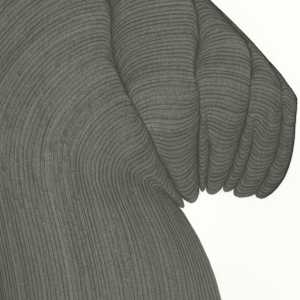 Lines 242 by Dana Piazza 