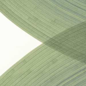 Lines 298 by Dana Piazza 