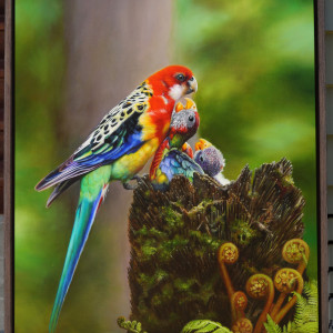 Eastern Rosella commission by Anne-Marie Zanetti 
