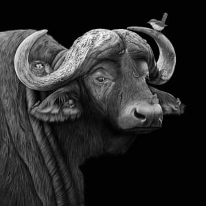 Syncerus Caffer by Sira Trinkler