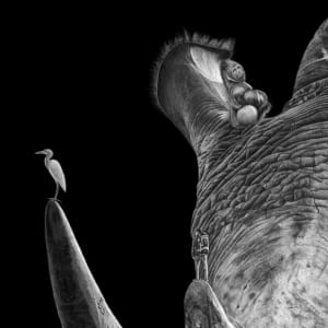 Ceratotherium Simum by Sira Trinkler 
