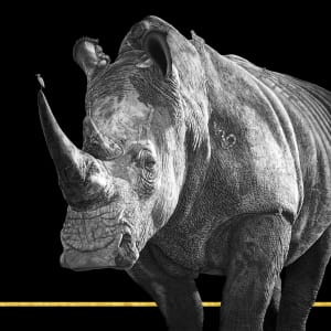 Ceratotherium Simum – Special Edition by Sira Trinkler