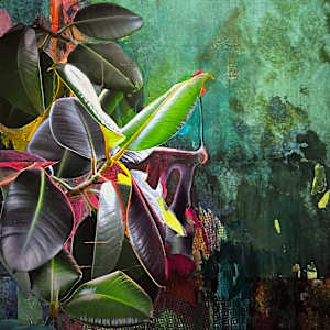 spinoff ficus elastica 1.22 by Marina Hauser