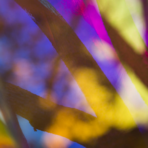 Branch Divide by Aaron Farley, Image 1.