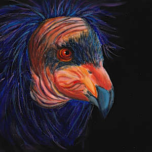 Condor by Poppyfish Studio: The Art of Natasha Monahan Papousek