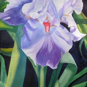 Iris a bearded beauty by Teresa Beyer 