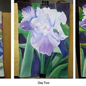 Iris a bearded beauty by Teresa Beyer  