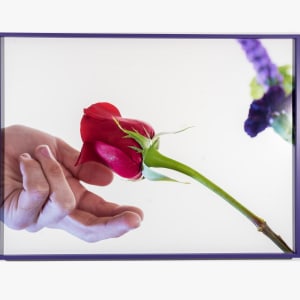 Beautiful Beautiful Beautiful Rose II by Amy Beecher