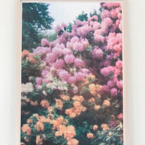 Pink Orange Florals by Elizabeth Corkery