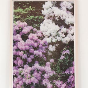 Purple/White Florals by Elizabeth Corkery