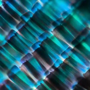 Macro 46 by Robin Moore