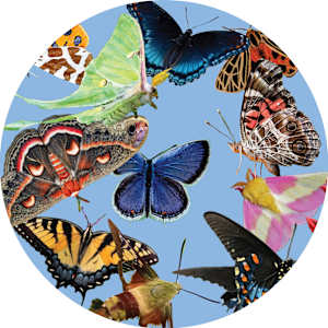05 All Aflutter: Native Butterflies & Moths of Maryland - Bethesda Road Mural Finalist Proposal, 2 of 3 by Jennifer Brewer Stone, Image 1.