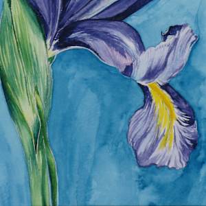 Iris by Jennifer Brewer Stone 
