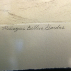 "Pelagus Bellua Bardus" by Scott Musgrove 