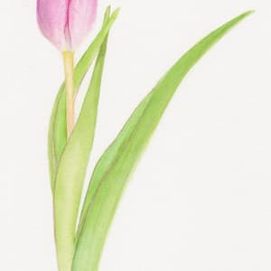 Pink Tulip Notecards by Lisa Libretto