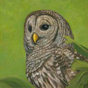 Barred Owl by Tarryl Gabel