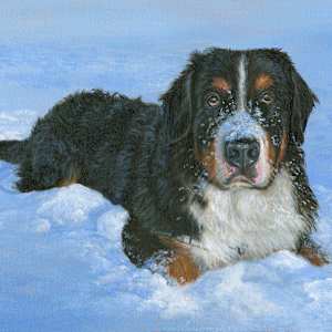 Berner by Tarryl Gabel