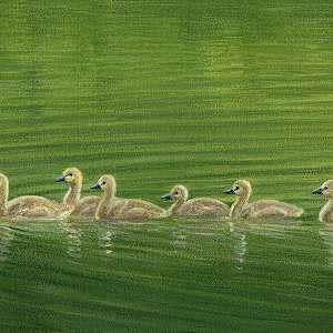 Geese with goslings by Tarryl Gabel