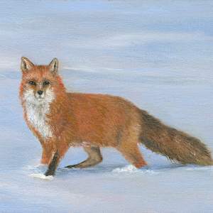 Red fox on alert by Tarryl Gabel, Image 2.