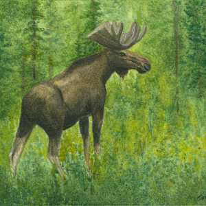 Moose by Tarryl Gabel