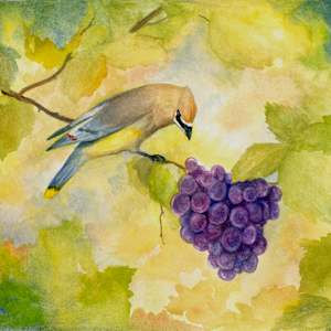 Waxwing in the vineyard by Tarryl Gabel, Image 1.