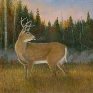 Whitetail  - Misty Adirondack Morning by Tarryl Gabel