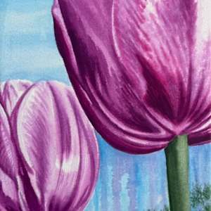 Tulips on the West Side of the Square, Pella, Iowa by Andrea VanWyk, Image 1.