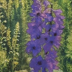 Purple Delphinium