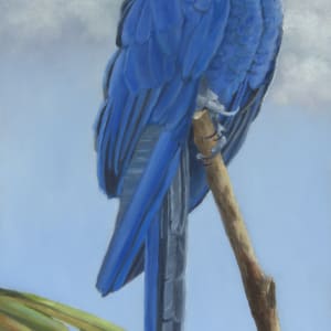MACAW:  HYACINTH by Brenda Francis, Image 1.