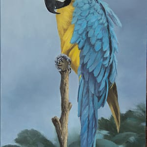 MACAW:  BLUE-AND-YELLOW MACAW by Brenda Francis, Image 2.